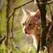 猫 20032310