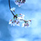 涼桜