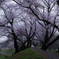 桜咲く堤は雨模様