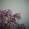 夜桜しだれ