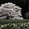 花饅頭
