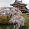 郡山城址の枝垂れ桜