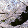 桜５