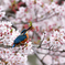 桜満開 3