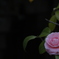 花　その131