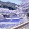 白い春