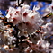 桜満開(●⌒∇⌒●) わーい