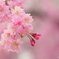 去年の桜