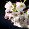 桜2020