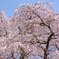 本郷の瀧桜