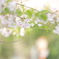 小学校前の桜