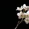 夜桜
