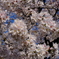 小枝埋め尽くす花びらかな