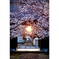 桜の中に夕日が沈む