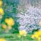黄色の向こうのピンクの桜