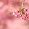 河津桜2