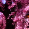 石橋屋の桜