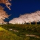 草場川の桜並木