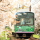 桜のトンネル
