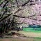 桜の樹の下で・・・