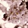 夜桜