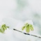 初雪　