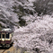 桜見列車