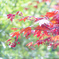 紅葉咲く春