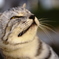 猫歌舞伎　～海老蔵顔負け！？～