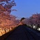 明け方の桜