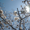 2020年桜_01