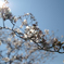 2020年桜_02