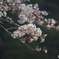 2020年桜_03