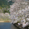 2020年桜_04