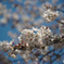 2020年桜_05