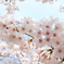 桜と晴天
