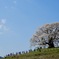 醍醐桜1