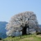 醍醐桜3