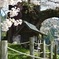 醍醐桜4
