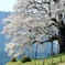 醍醐桜5