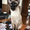今朝の猫