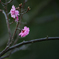 残花