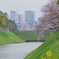 桜を撮る