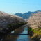 桜咲く土手で