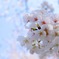 2020.桜