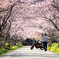 Motorbike guy on a row of cherry trees