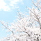 桜風