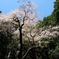 福岡県田川郡福智町福智山　虎尾桜