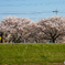 2020桜1