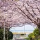 桜のトンネルを抜けるとそこは海